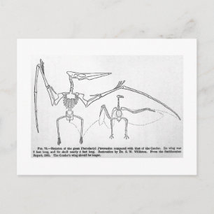 Carte postale de l'art squelette Pteranodon