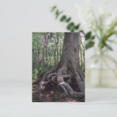 Carte postale de l'artefact de la forêt indienne p (Debout devant)