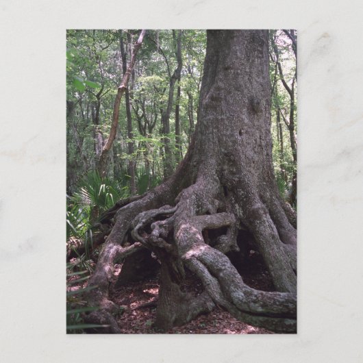 Carte postale de l'artefact de la forêt indienne p (Devant)