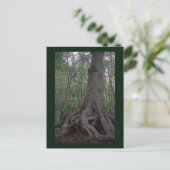 Carte postale de l'artefact de la forêt indienne p (Debout devant)