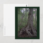 Carte postale de l'artefact de la forêt indienne p (Devant / Derrière)