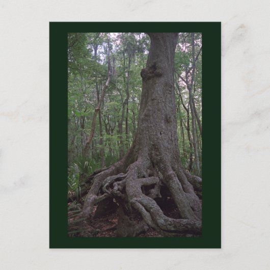 Carte postale de l'artefact de la forêt indienne p (Devant)