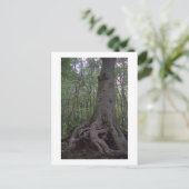 Carte postale de l'artefact de la forêt indienne p (Debout devant)