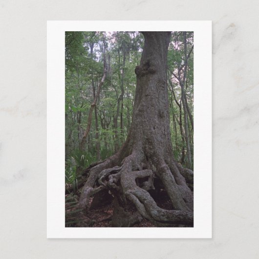 Carte postale de l'artefact de la forêt indienne p (Devant)