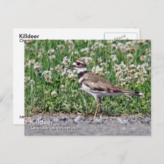 Carte postale de l'assassin (Devant / Derrière)