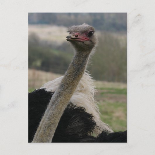 Carte postale de l'autruche flamboyante (Devant)