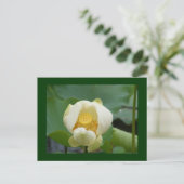 Carte Postale de l'eau fleur lilly (Debout devant)