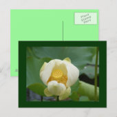 Carte Postale de l'eau fleur lilly (Devant / Derrière)