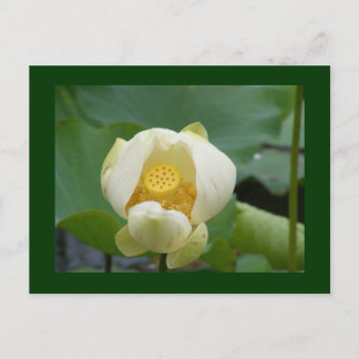 Carte Postale de l'eau fleur lilly
