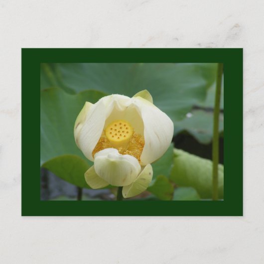 Carte Postale de l'eau fleur lilly (Devant)