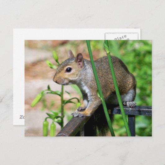 Carte postale de l'écureuil gris (Devant / Derrière)
