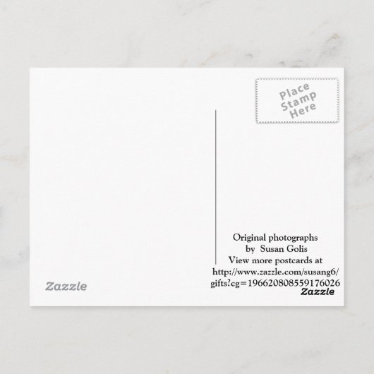 Carte postale de l'écureuil gris (Dos)