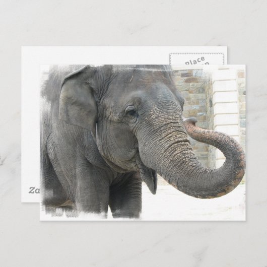 Carte postale de l'éléphant barrissant (Devant / Derrière)