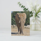 Carte postale de l'éléphant d'Afrique (Debout devant)