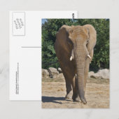 Carte postale de l'éléphant d'Afrique (Devant / Derrière)