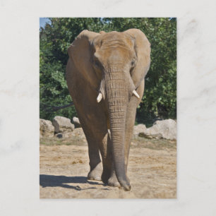 Carte postale de l'éléphant d'Afrique