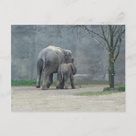 Carte postale de l'éléphant d'amour de la mère (Devant)
