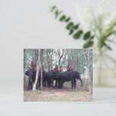 Carte postale de l'éléphant d'Asie (Debout devant)