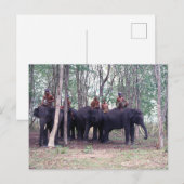 Carte postale de l'éléphant d'Asie (Devant / Derrière)