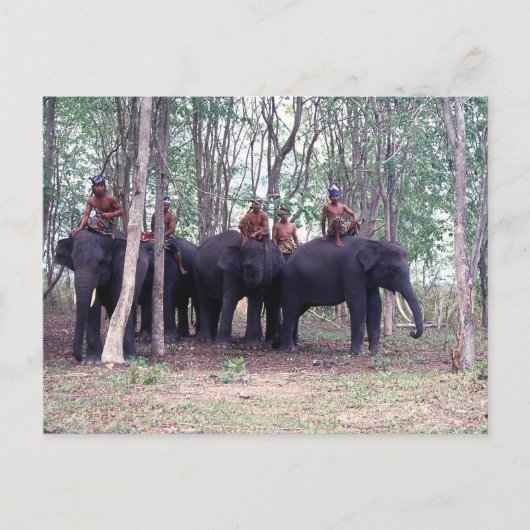 Carte postale de l'éléphant d'Asie (Devant)