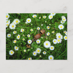 Carte postale de l'Elfe du gland parmi les pâquere