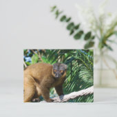 Carte postale de lémuriens collés (Debout devant)