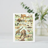 Carte postale de l'Encyclopédie animale vintage (Debout devant)