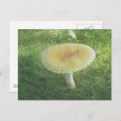 Carte postale de l'énorme champignon jaune (Devant / Derrière)