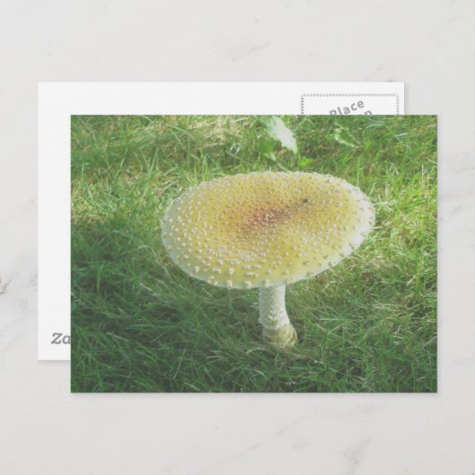 Carte postale de l'énorme champignon jaune (Devant / Derrière)