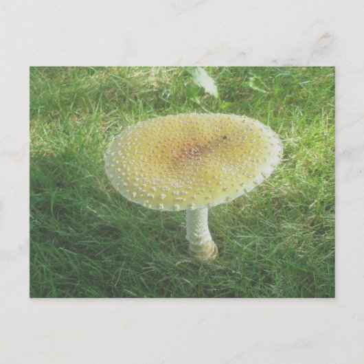 Carte postale de l'énorme champignon jaune (Devant)