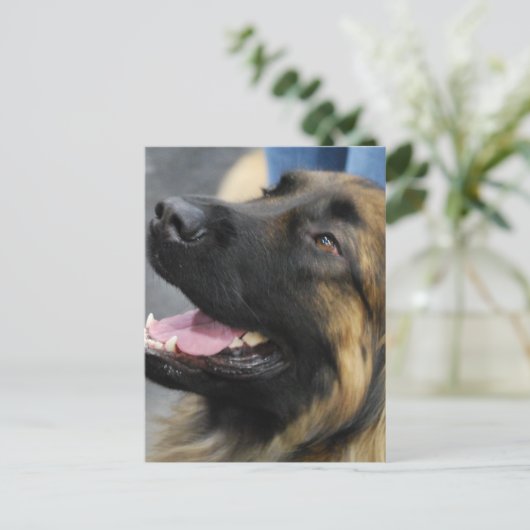 Carte postale de Leonberger (Debout devant)