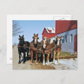 Carte postale de l'équipe de Cheval de l'Amish (Devant / Derrière)