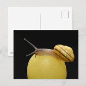 Carte postale de l'escargot (Devant / Derrière)