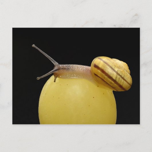 Carte postale de l'escargot (Devant)