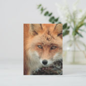 Carte postale de l'espèce Fox (Debout devant)