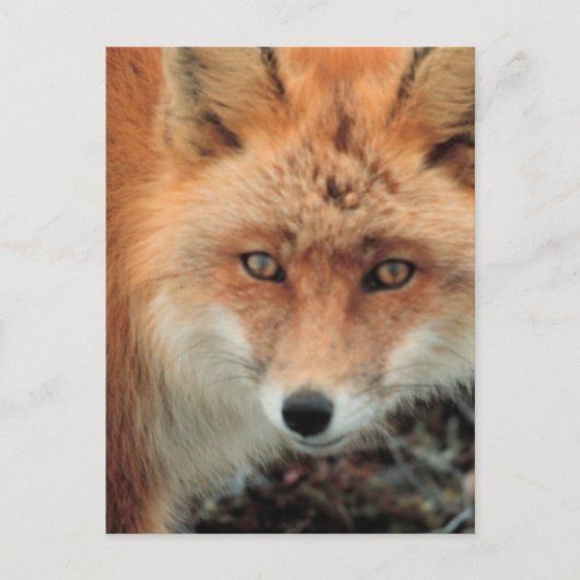Carte postale de l'espèce Fox (Devant)