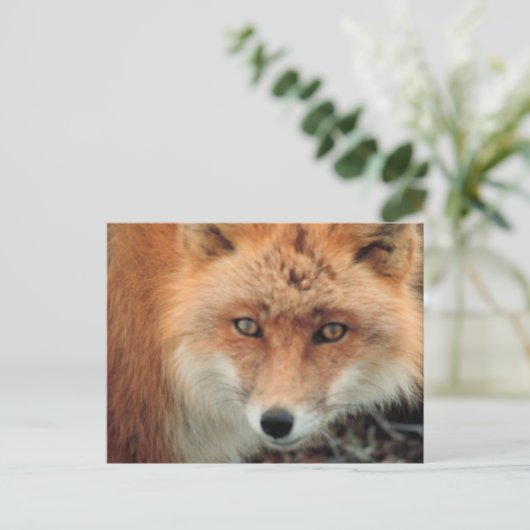Carte postale de l'espèce Fox (Debout devant)