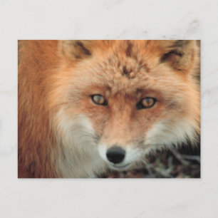 Carte postale de l'espèce Fox