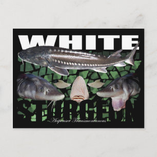 Carte postale de l'esturgeon blanc
