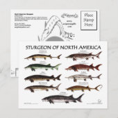 Carte postale de l'esturgeon-blanc nord-américain (Devant / Derrière)