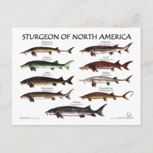 Carte postale de l'esturgeon-blanc nord-américain