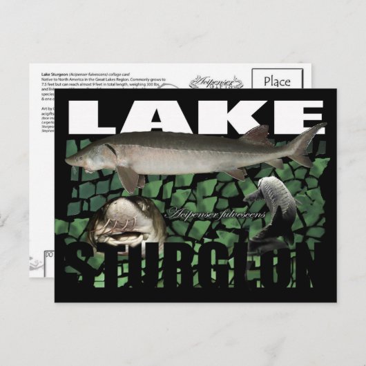 Carte postale de l'esturgeon jaune (Devant / Derrière)