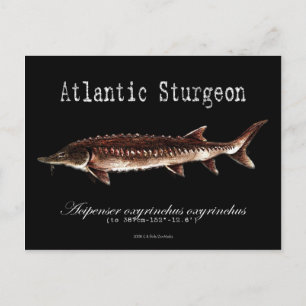 Carte postale de l'esturgeon noir de l'Atlantique