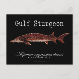 Carte postale de l'esturgeon noir du Golfe