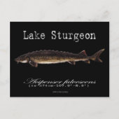 Carte postale de l'esturgeon noir du lac (Devant)