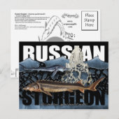 Carte postale de l'esturgeon russe (Devant / Derrière)