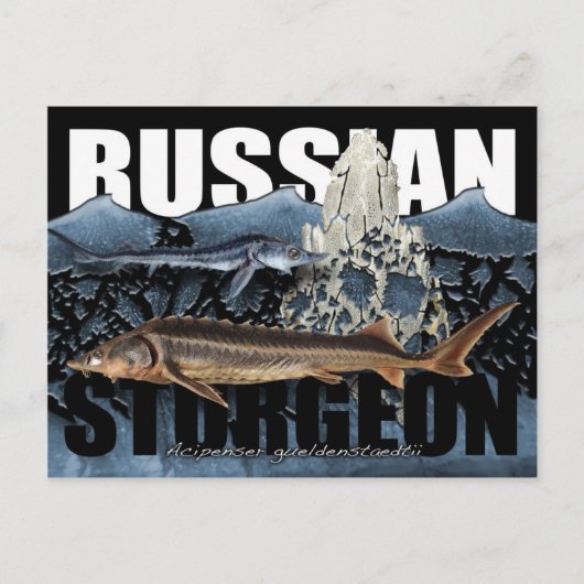 Carte postale de l'esturgeon russe (Devant)