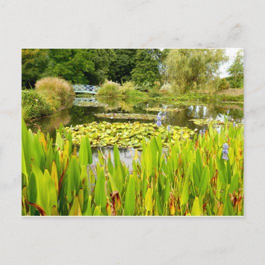 Carte postale de l'étang aux nénuphars (Devant)