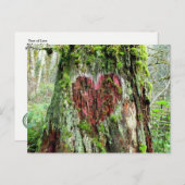 Carte postale de l'État de Washington : Arbre d'am (Devant / Derrière)