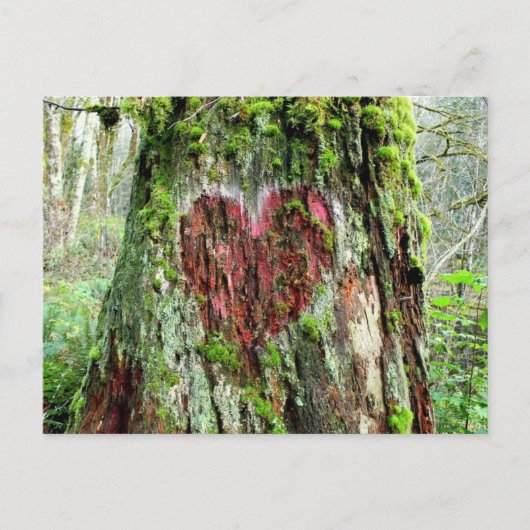 Carte postale de l'État de Washington : Arbre d'am (Devant)